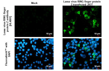 Anti-Lassa virus RING finger protein Z antibody [HL4801] used in Immunocytochemistry/ Immunofluorescence (ICC/IF). GTX644813
